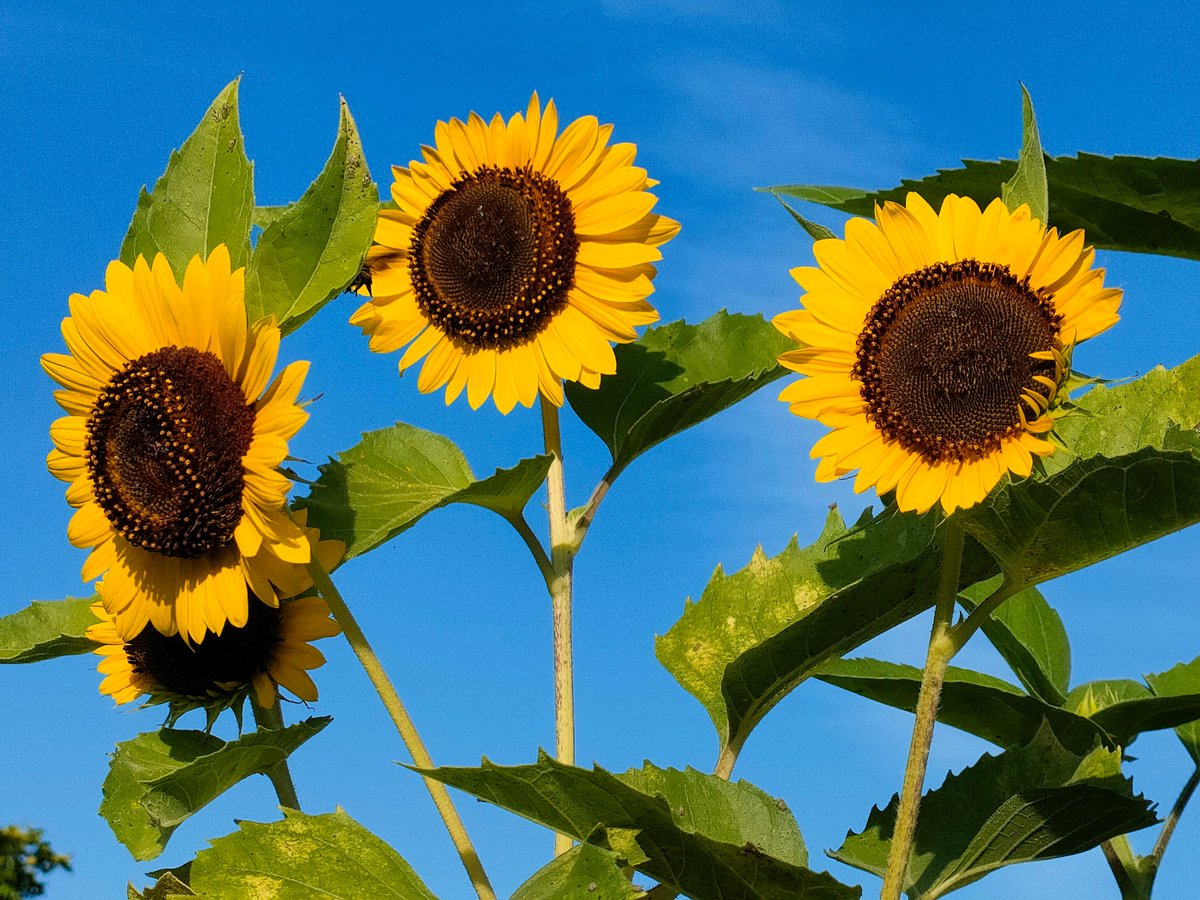 花y…ページです•*¨*•.¸¸☆ フラコミlike! (@flower_comics) / X