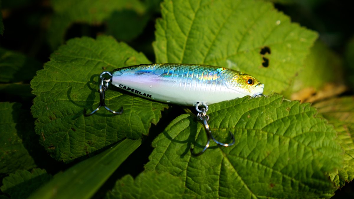 FishingScarna's tweet photo. Nouvelle vidéo Scarna Fishing ! Aujourd'hui session Ultra Light sur non pas une, mais deux rivières paumées en pleine campagne. En fouillant un peu, on va avoir droit à plusieurs grosses surprises ! A voir ici : https://t.co/xErrDYsIOh
.
#pêche #scarnafishing https://t.co/TGs7eHT8el