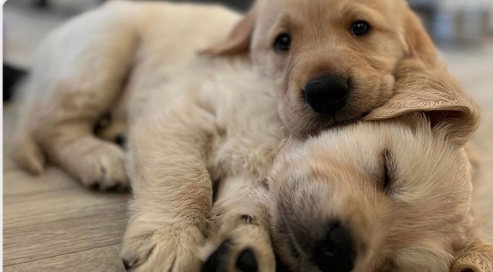 #SleepySunday. Too tired to play any more!