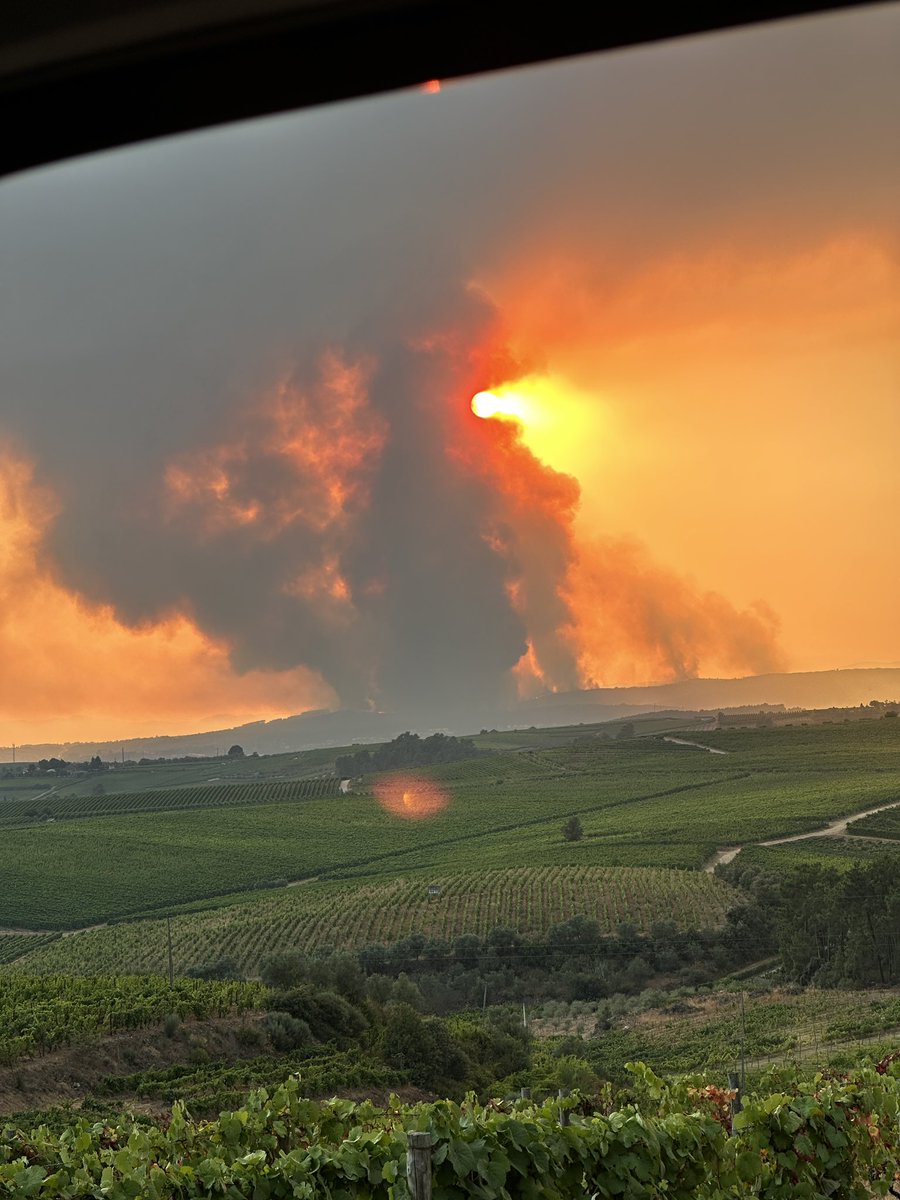mesquita tweet media