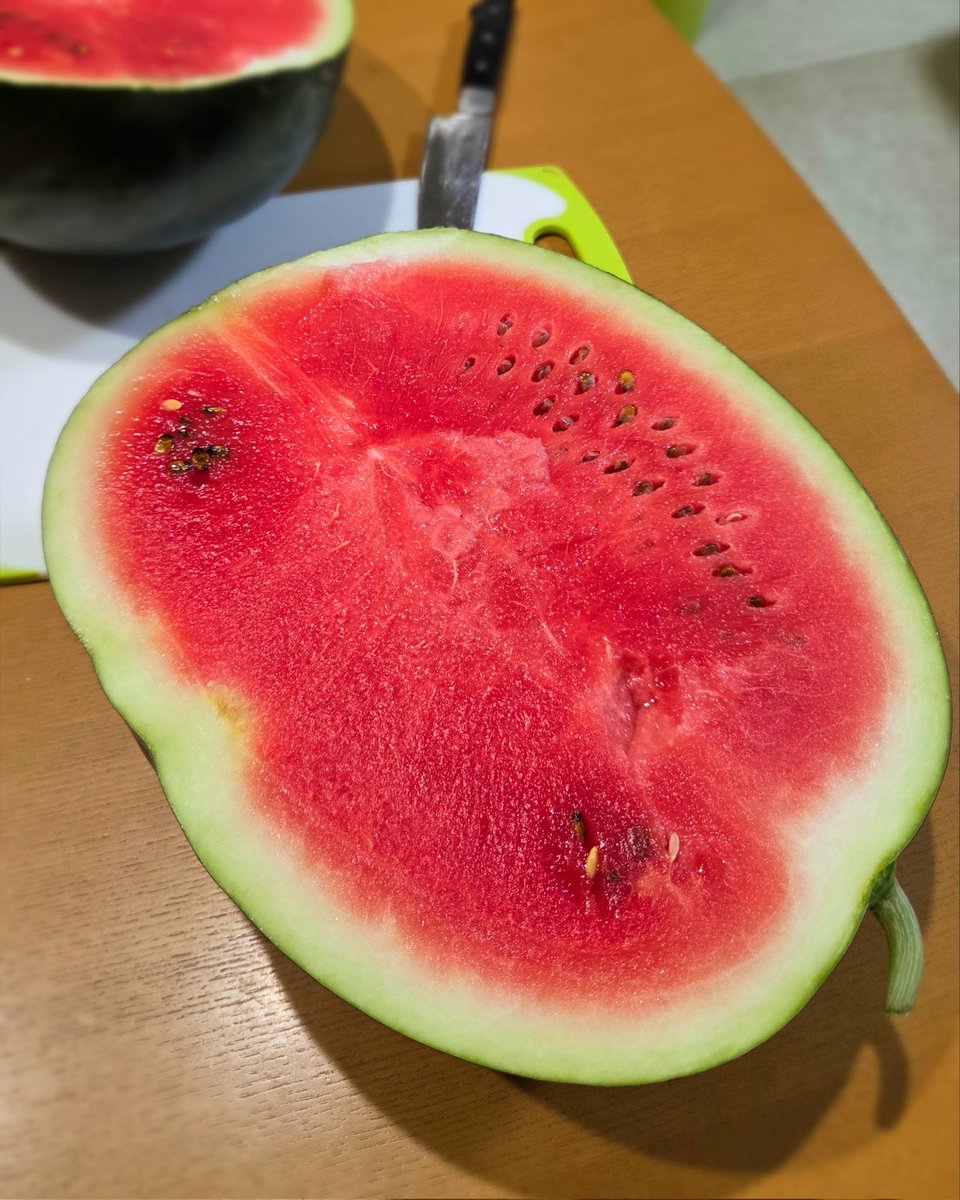 10.5kg良い感じにできてました🍉
今年は１つだけ動物にいたずらされただけですんだのでこれから食べ放題です✨#家庭菜園