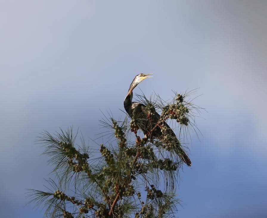 Guess The Bird 🕊️ Name??
,
,
,
,
,
#viral #TrendingNow #guessthebirdname