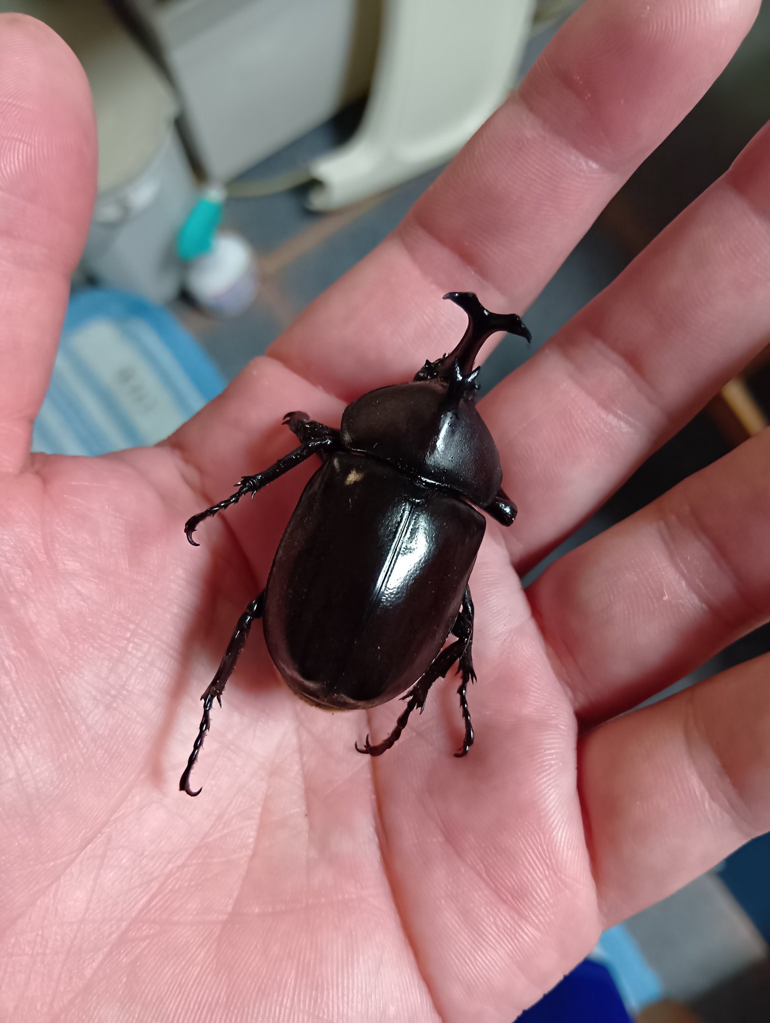 iPhone - カブトムシさま Amazon.co.jp: iPhone 11 虫 昆虫 昆虫 カブトムシ 雷虫