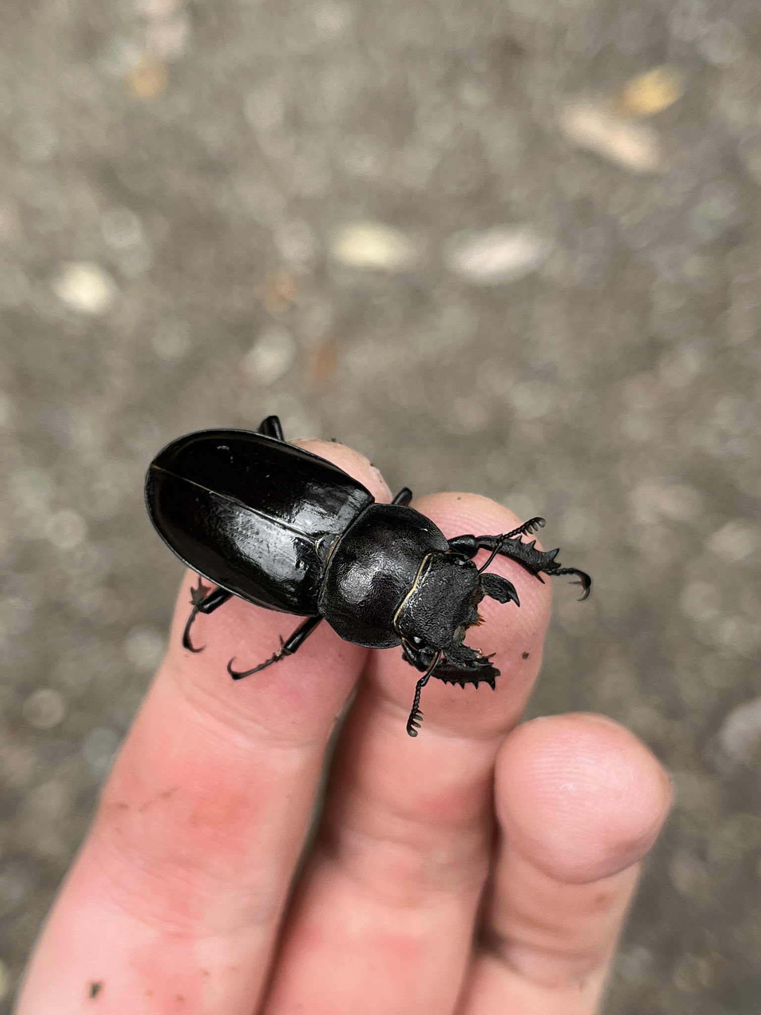 つなし トゲナベブタムシ 4匹 標本 つなし トゲナベブタムシ 4匹 標本 つなし様 専用