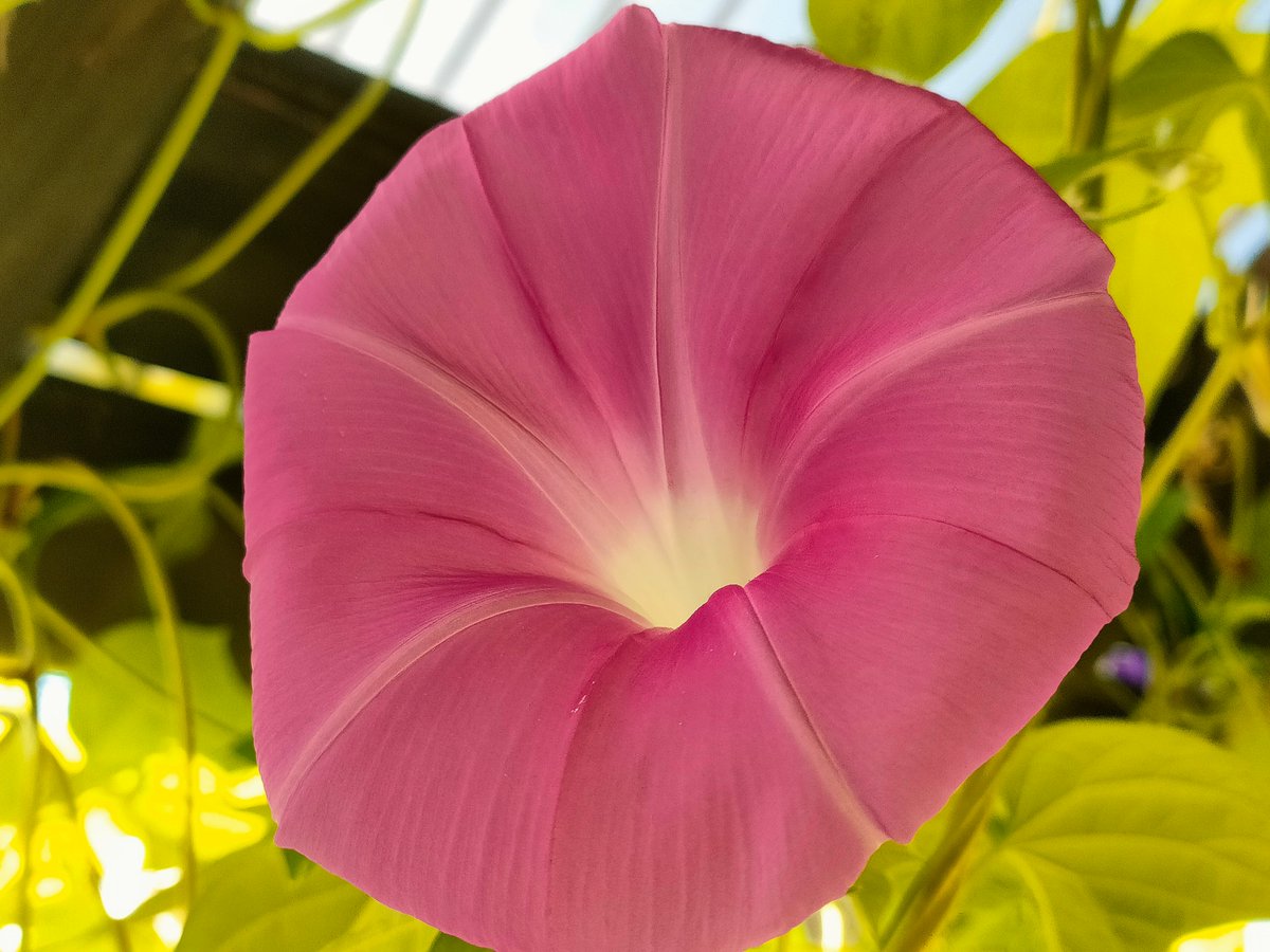 花y…ページです•*¨*•.¸¸☆ フラコミlike! (@flower_comics) / X