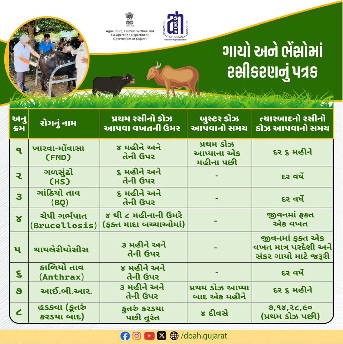 DoahGujarat's tweet photo. ગાયો અને ભેંસોમાં રસીકરણનું પત્રક

@Dept_of_AHD @posolanki @RaghavjiPatel
@InfoGujarat

#CattleVaccination  
#BuffaloVaccination  
#AnimalHealth  
#LivestockCare  
#VeterinarySchedule  
#DiseasePrevention  
#AnimalVaccines  
#LivestockProtection  
#VaccinationProgram https://t.co/RBLAcFoE3M
