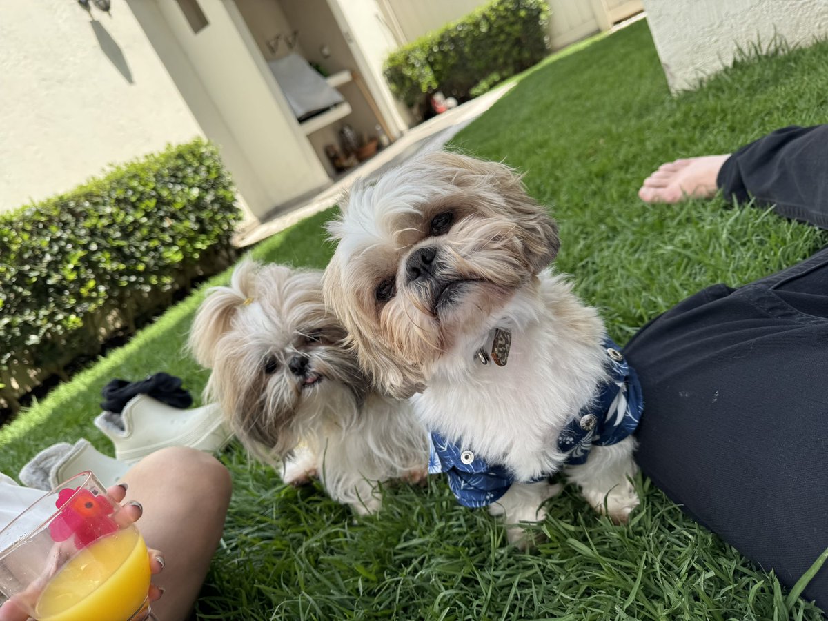 young_rod tweet media