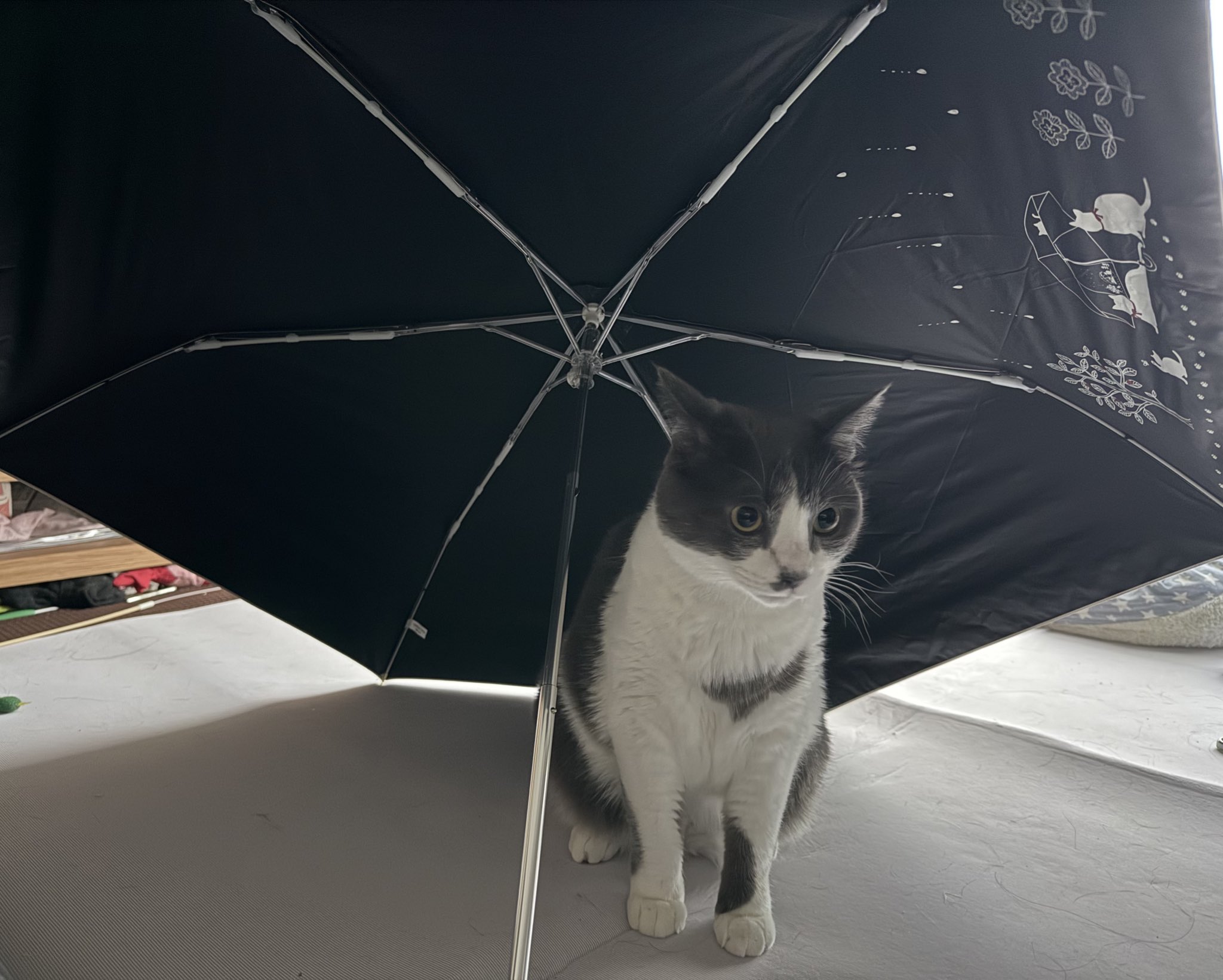 雨*猫様 画像追加しました。さらに値下げ❗️値下げ❗️アンティークミシンです 値下げしますね。アンティークミシンです。 - メルカリ