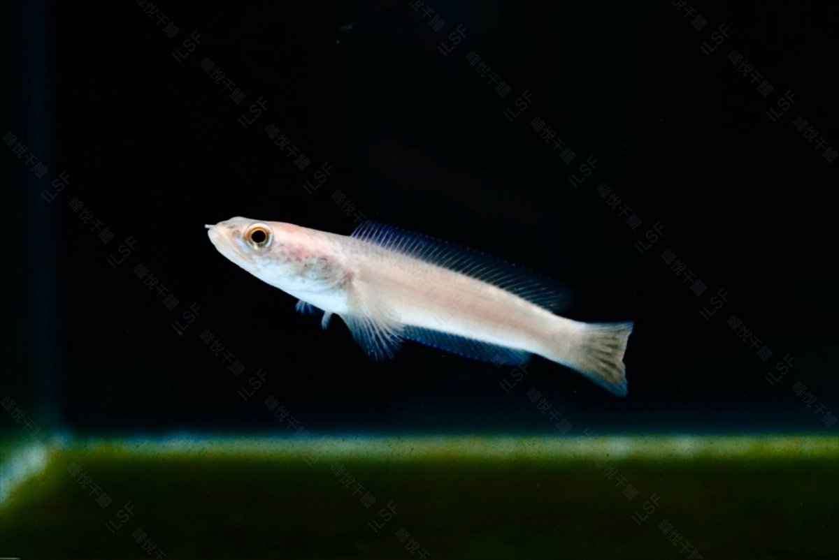 Leucistic Channa pulchra

2024/11/29