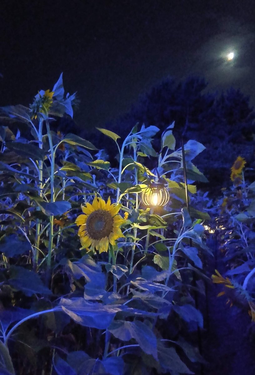 8月17日(日)までクリスタルビューは9時～19時まで開いています。涼み