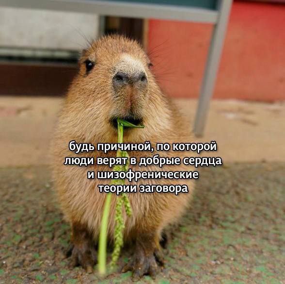 Roberto (parody account) (@robertomustdie) on Twitter photo 