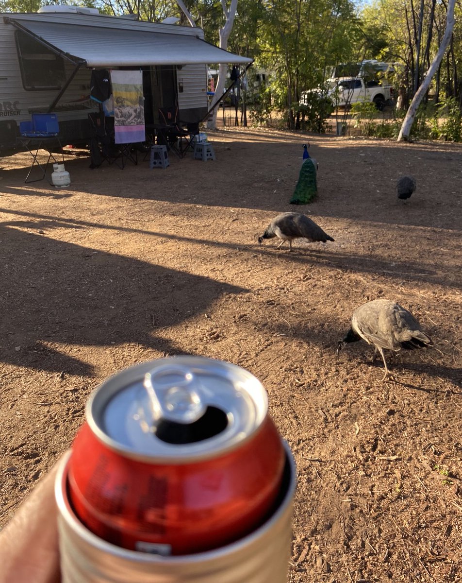 grantm_60's tweet image. Having a couple of frothies with some of the locals here in Mataranka #vanlife #greynomads