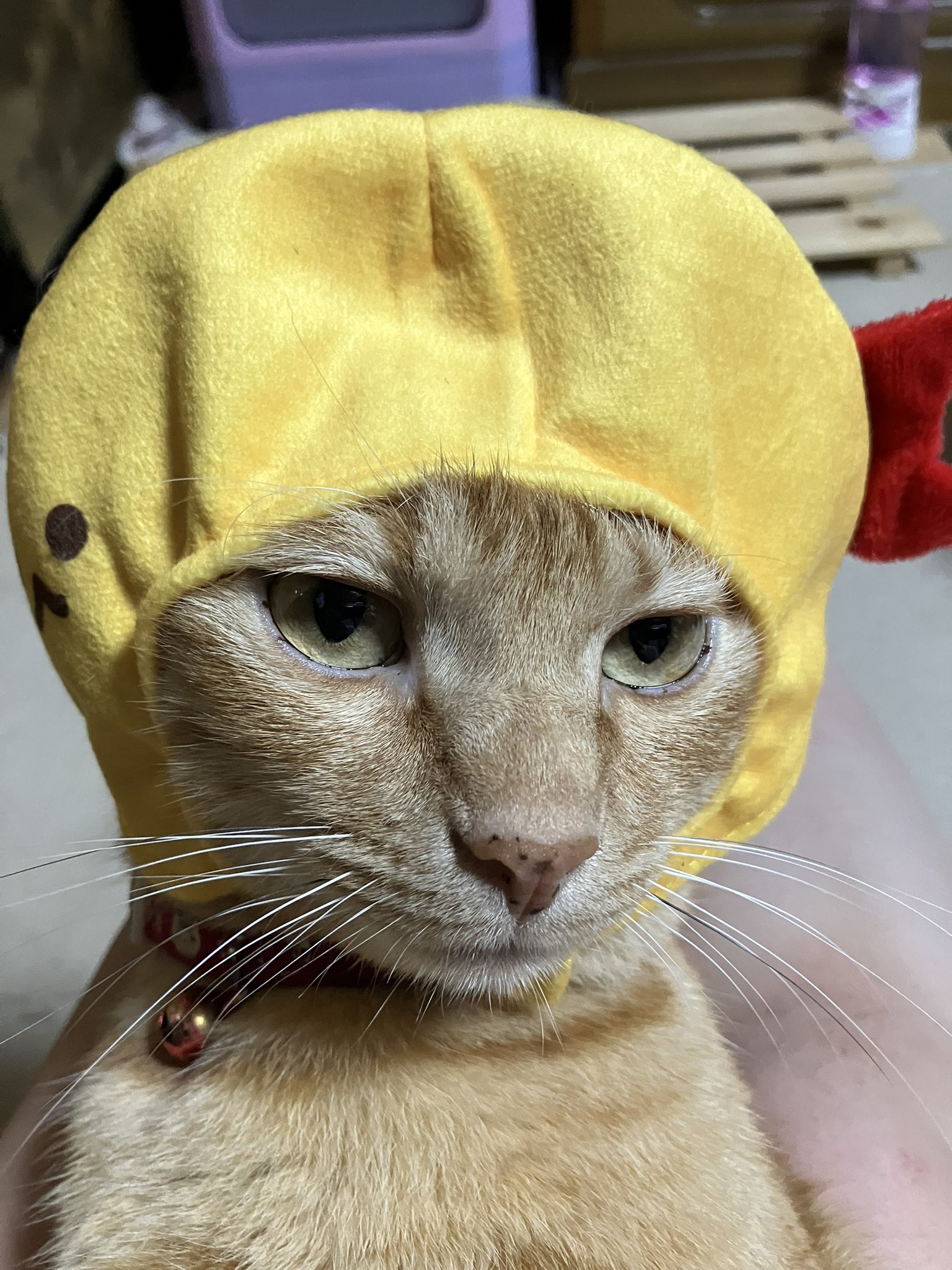 猫さん ネコ好きおじさん on X: 