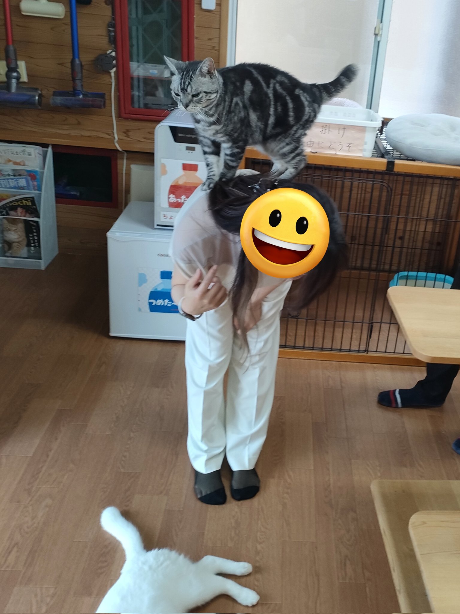 猫カフェちぐら on X: 