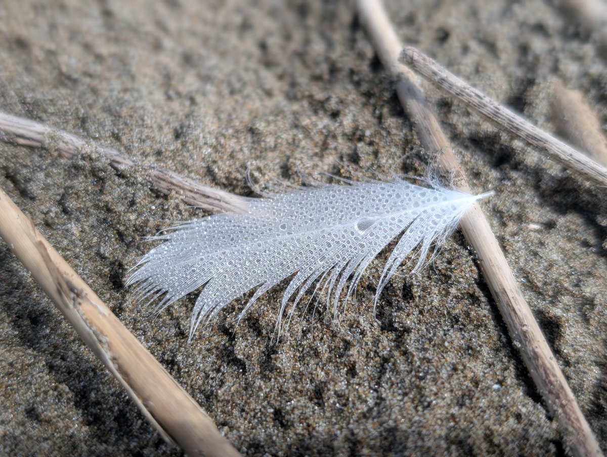 麻布学園生物部鳥班 tweet media