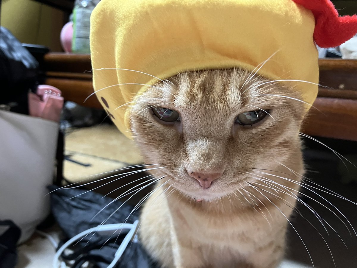ねこ 暗さん on X: