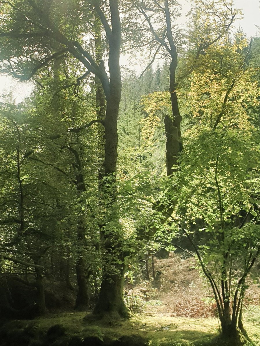 🖤🖤🖤
Good morning everyone!!!
#TreeLove