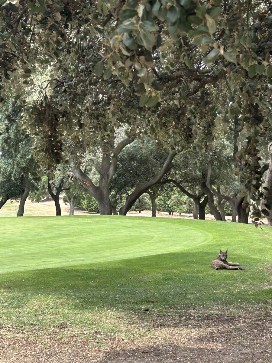 En nuestro campo puedes ver corzos, conejos, zorros, perdices, milanos, águilas... Ahora también un lince, que además ha elegido el hoyo más bonito para descansar, el 12.
Por favor, si lo ves, ¡No lo molestes!
Gracias a Alejandro Velázquez por la foto.