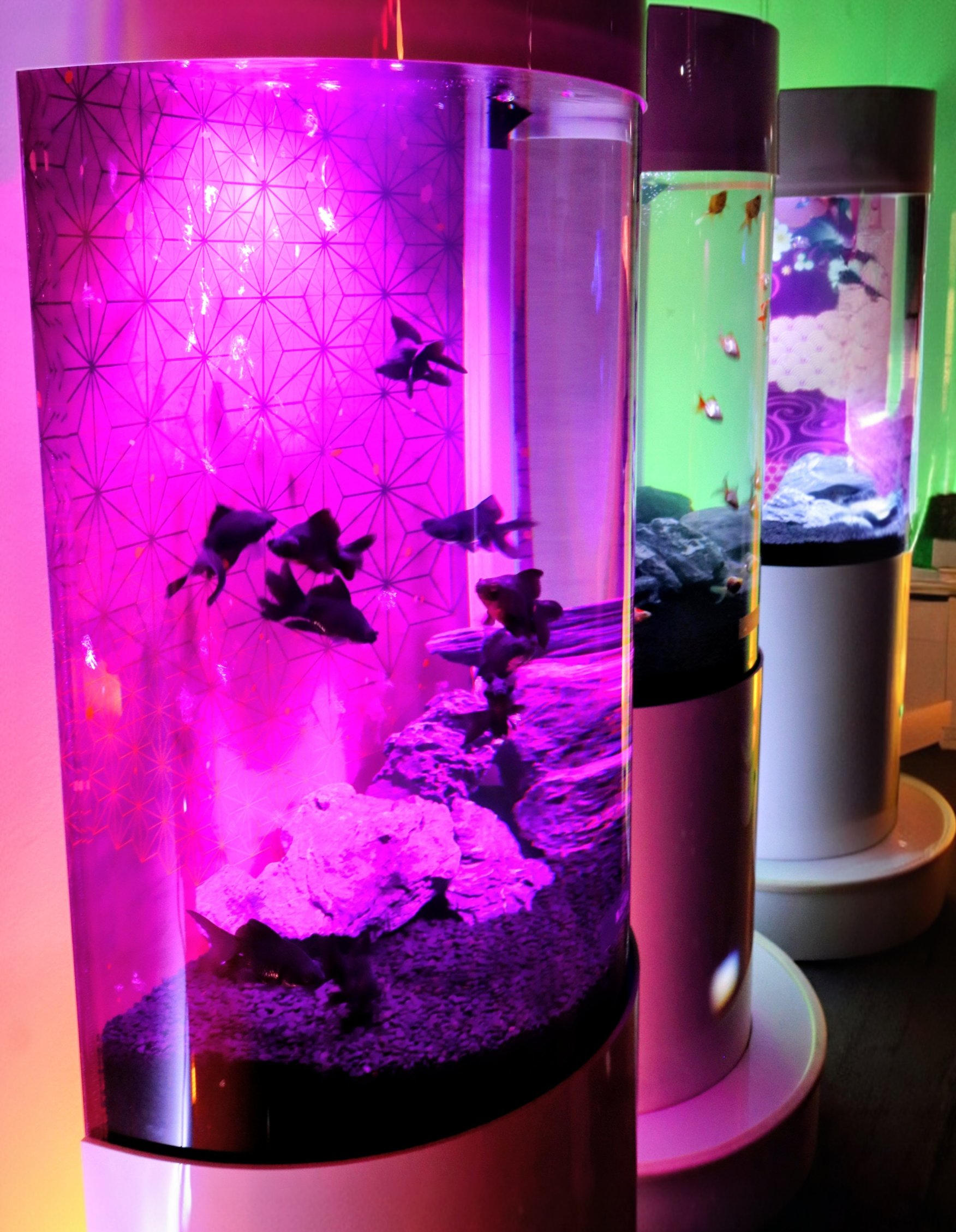 アクアリウム Amazon | Nizzvlo アクリル 丸型金魚鉢 (30cm) 金魚・メダカ用