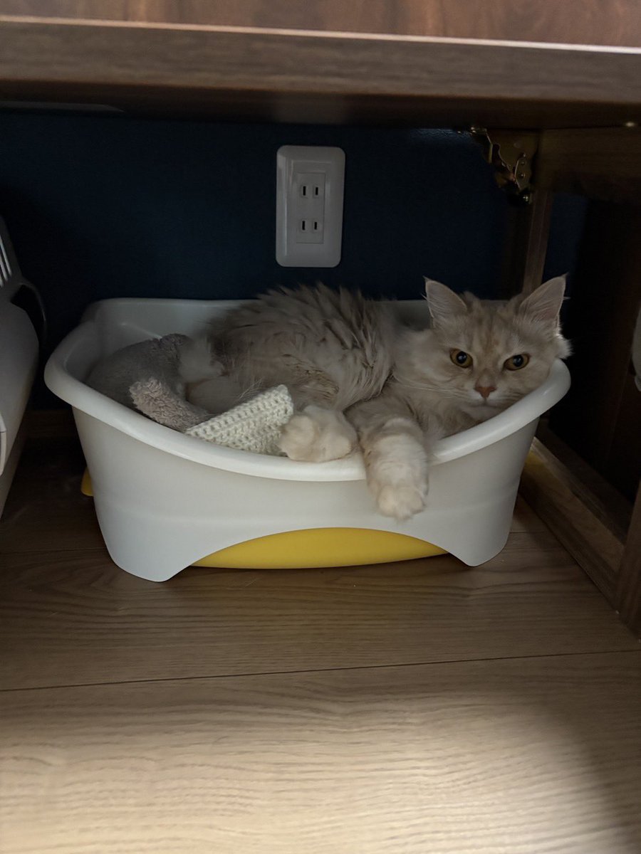 おさまりがいいにゃんず