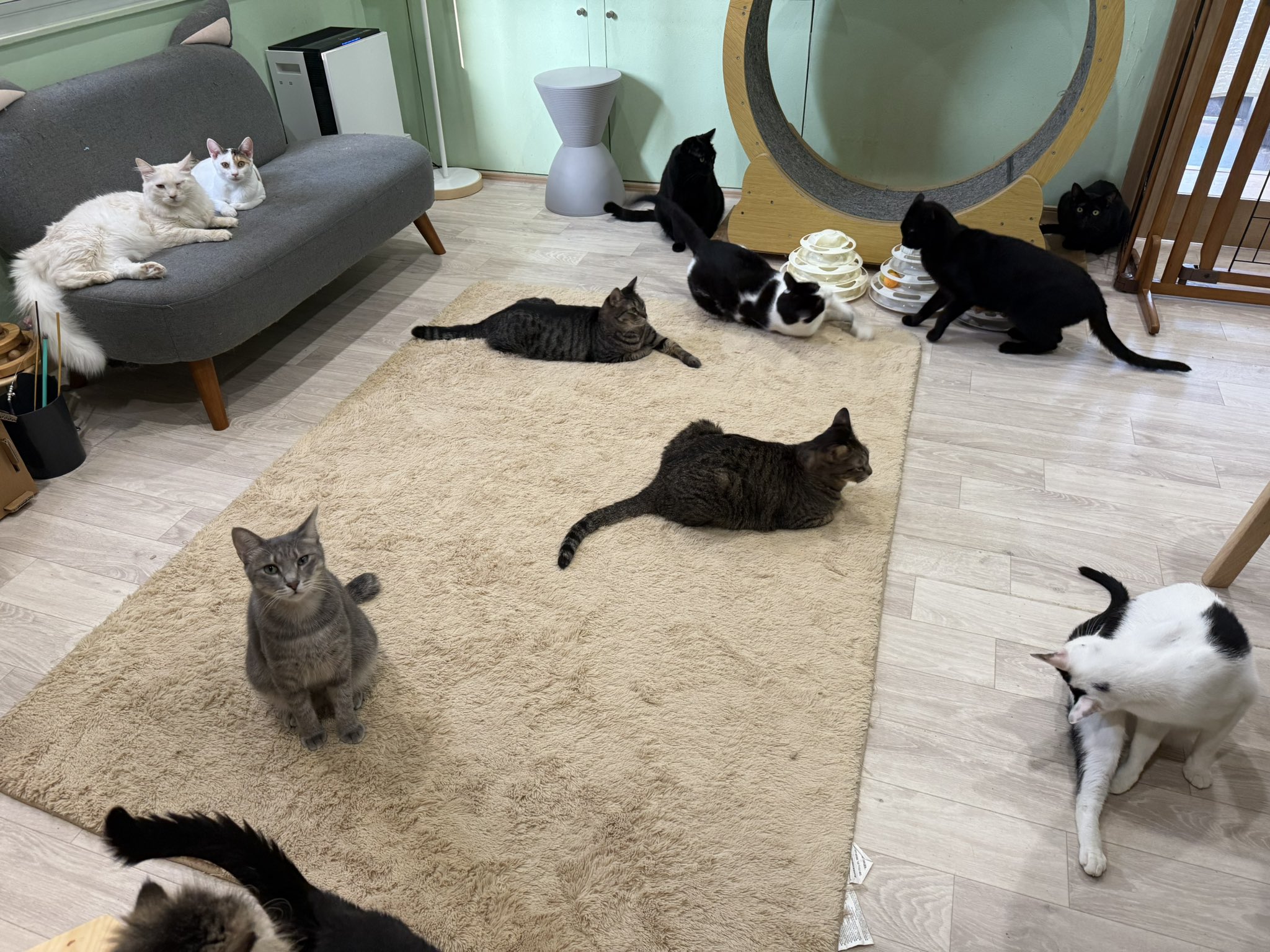 ねこ様♡専用 CAT SPOT ZILLION on X: 