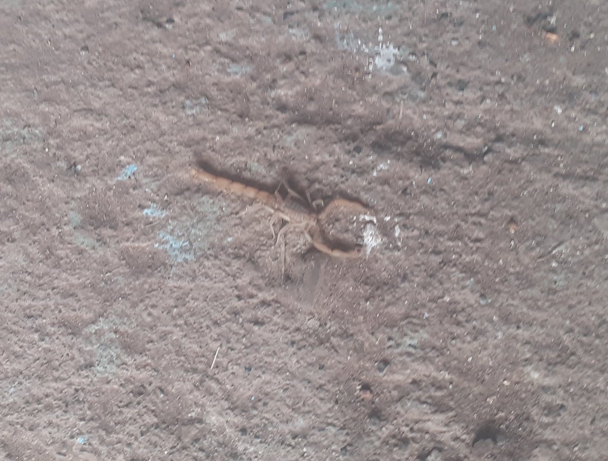 Köy evine tadilata geldim, günlerdir insektisite boğulmuş bir halde akreplerle uyuyorum ve henüz nasıl olduysa sokulmadım. Bakalım sipariş ettiğim cibinlikleri getiren kargocular mı elini daha çabuk tutacak yoksa akrepler mi.