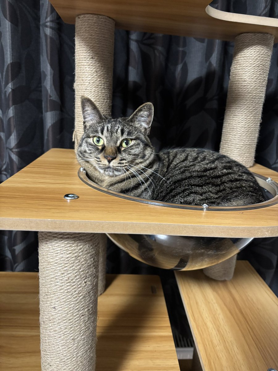 本日はシエちゃん🐈‍⬛一年に一回のシャンプーDay🛀
長女が泊まりに来ていたので3人がかりでなんとか終了☺️もふもふの毛になりました✨️
最近次女が新しいキャットタワーを買ってくれて憧れの宇宙船にも入ってくれて良かった。でも狭そうなのよね😆
 #保護猫と暮らす