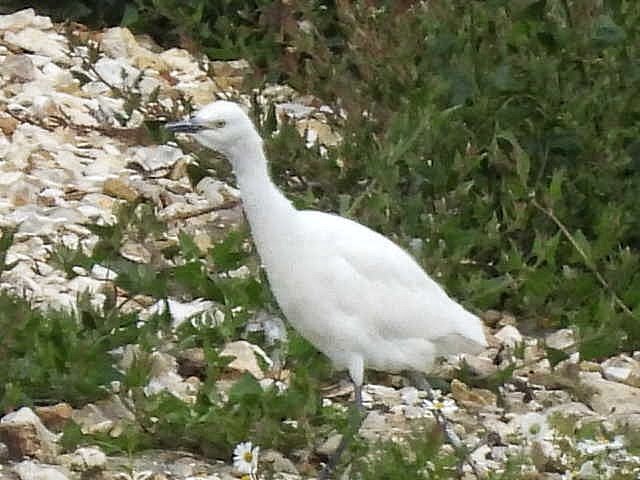 Alan Wrightson tweet media