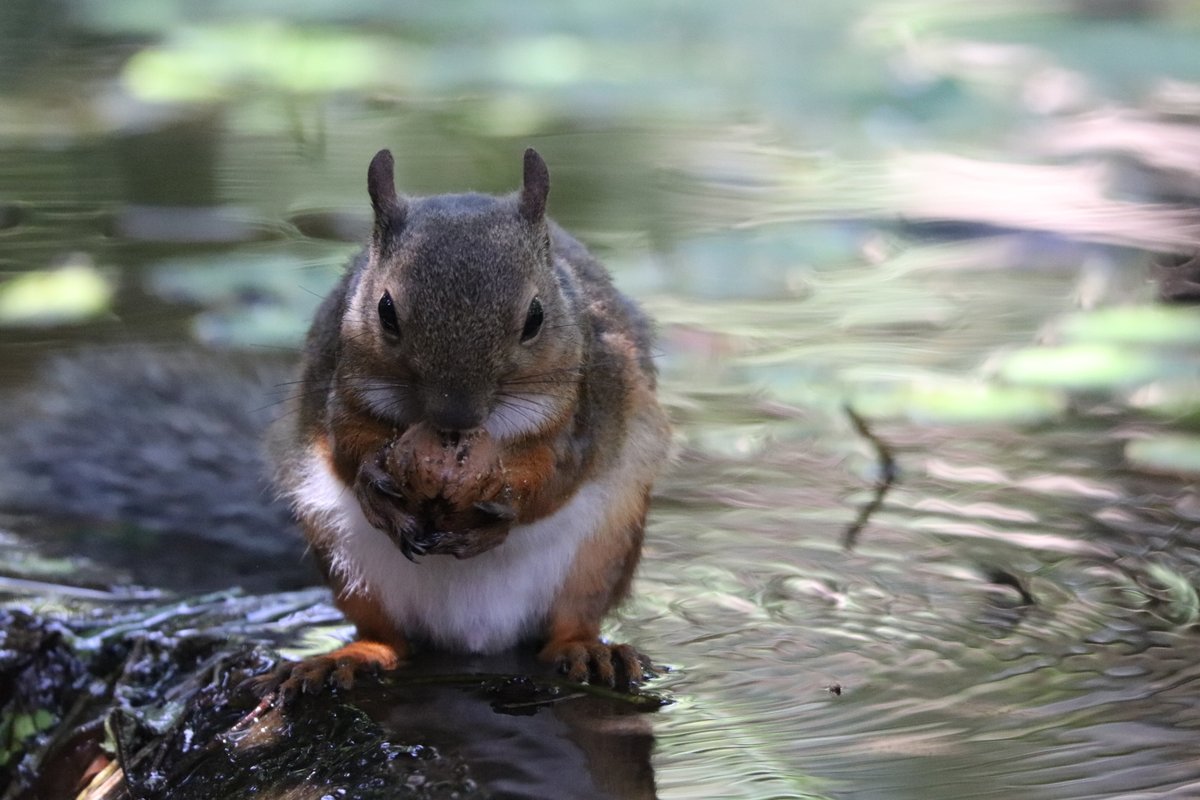 水辺でお食事