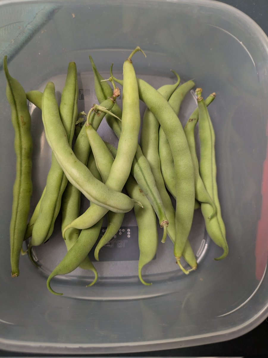 jellychronicles's tweet photo. I did not plant them but still fun to have beans in my garden. #jellychronicles_gardening #jellychronicles_rl https://t.co/vrFjXvgTzV