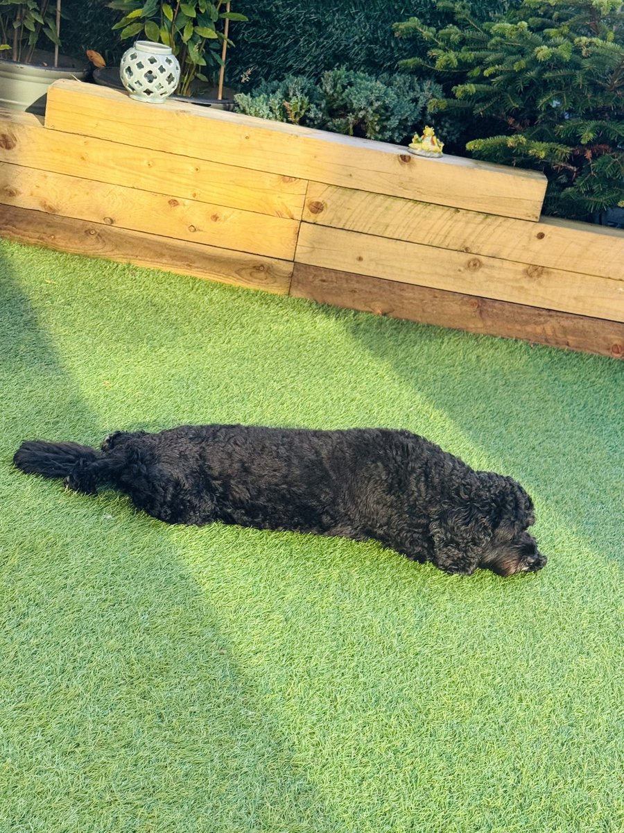 Nothing to see here - just a ickle hot dog ….
#Vera🐶
#TwinsiesOnTwitter
#DogsOnX
#summertime