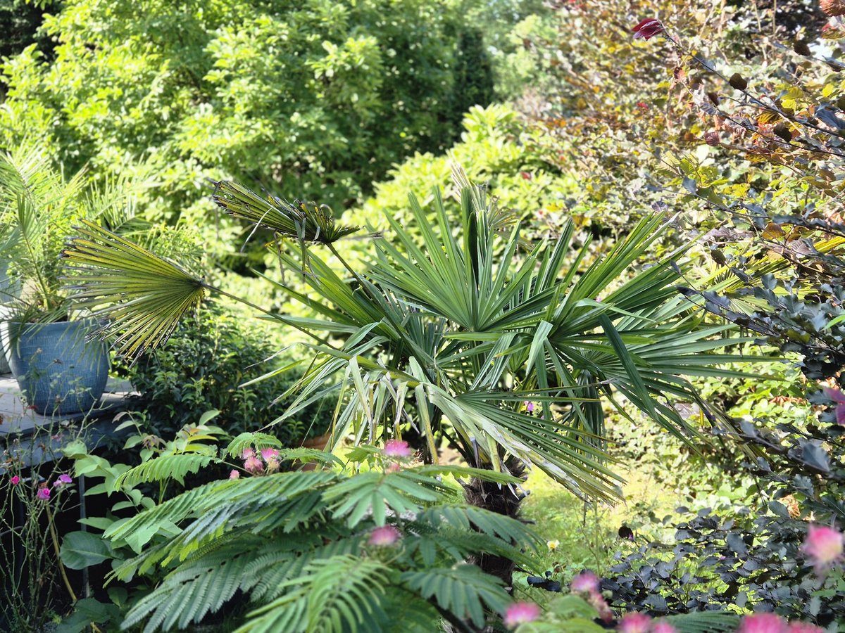 Der #Klimawandel lässt nun auch #Bananen , #Palmen und #Schlafbaum im Garten wachsen