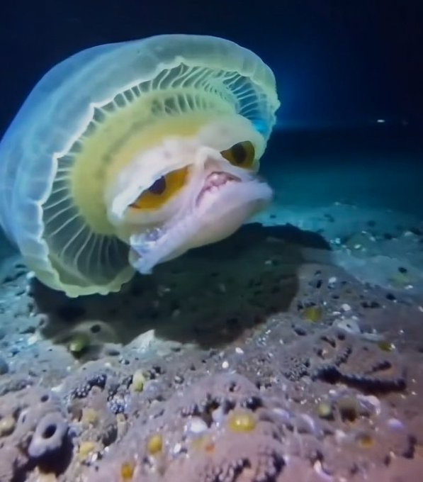 Criaturas marinas misteriosas y aterradoras. 🧵 

(No lo abras si tienes un corazón blando)