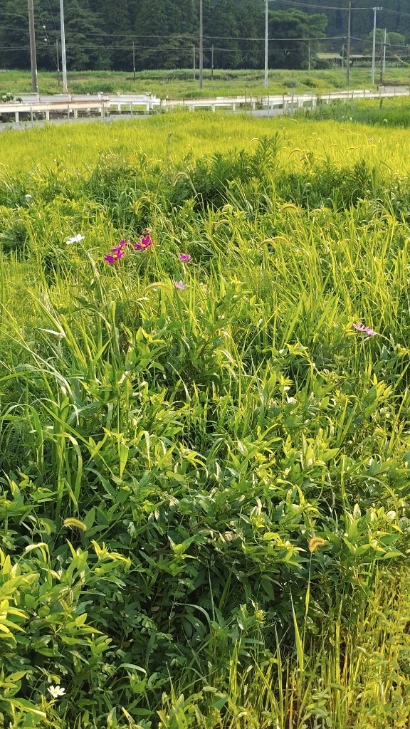 まだ夏の盛りですが、空き地ではコスモスが咲き始めていました！
#コスモス
#秋桜
#新居浜市