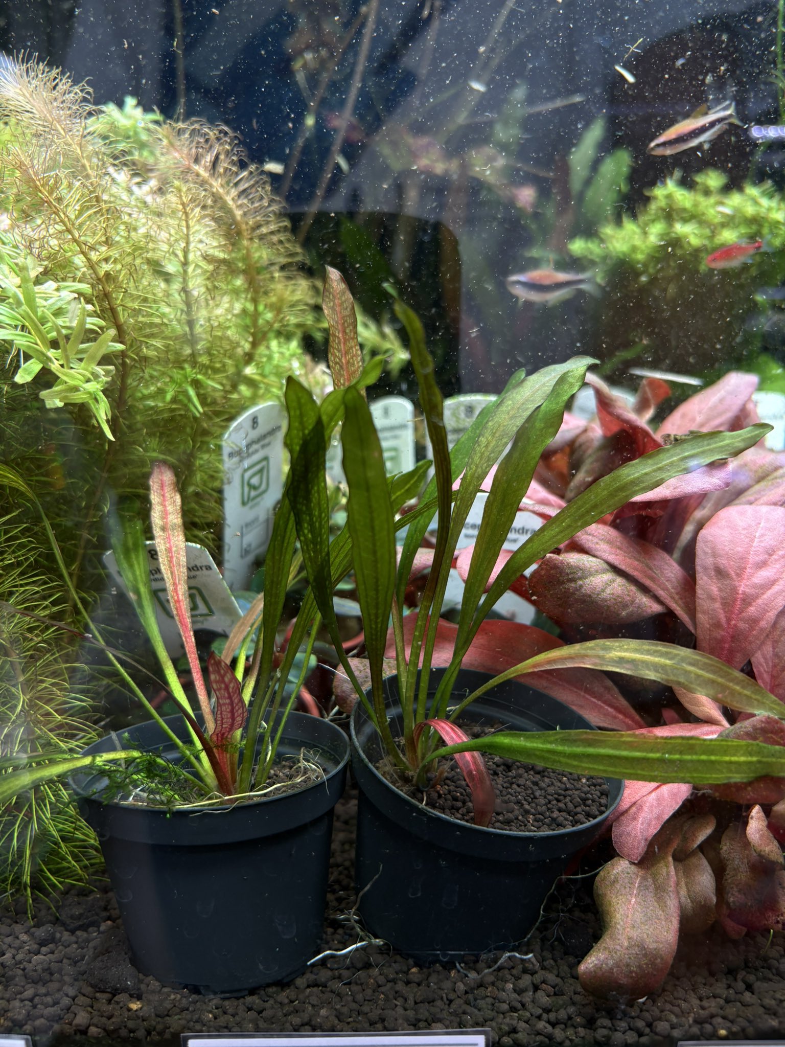 エキノドルススーパーレッド 大株 一株 エキノドルススーパーレッド 大