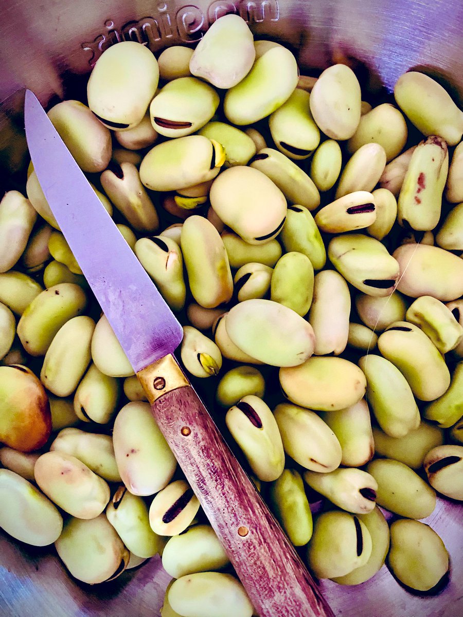 Ce n’est pas le tout de fainéanter en ce dimanche matin ensoleillé, mais il faudrait aussi peler les fèves !
Bon dimanche.