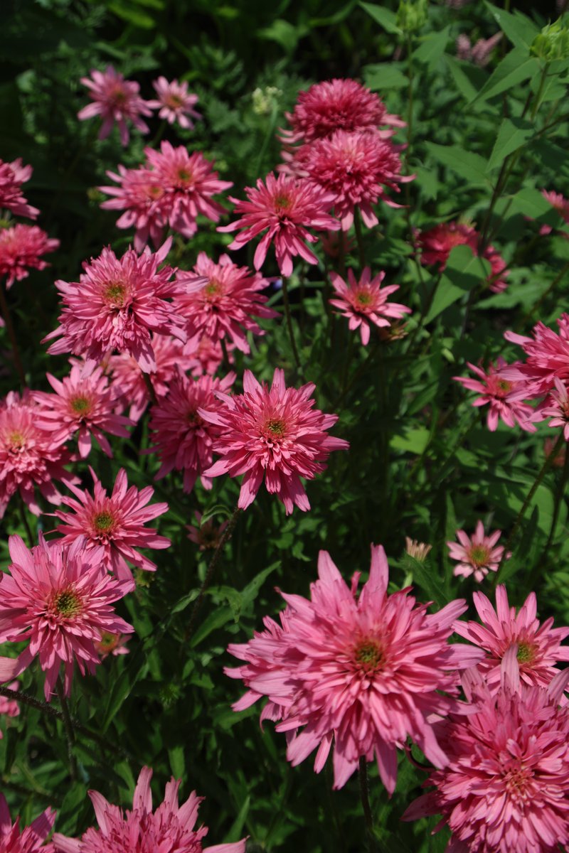 gontanokoneroku's tweet image. Echinacea 😙

#Photography #Flowers #Echinacea