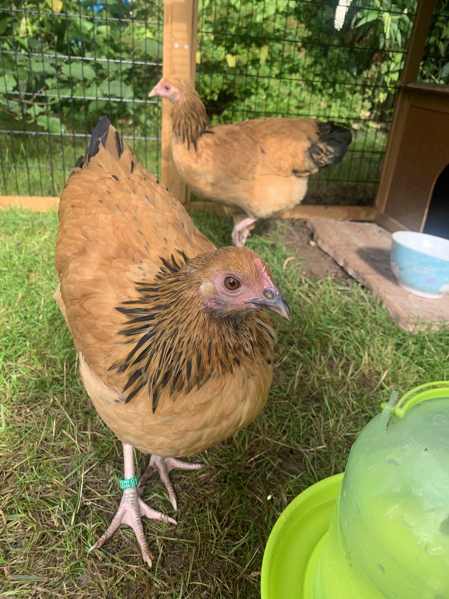 Die beiden kleinen Hühner sind seit einer Woche bei uns. 

Noch sind sie sehr scheu und skeptisch, was menschlichen Kontakt betrifft. Aber das wird schon!