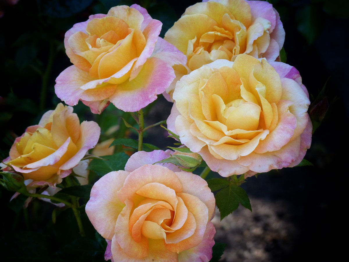 ktanimara's tweet photo. #GardenRoses #PeaceRose #FlowerPhotography
''O, learn to read what silent love hath writ
quote by Shakespeare''
https://t.co/i3lWtvuetD
Photo © Nick Kenrick at Flickr, Victoria, Vancouver Island, British Columbia, Canada
#GardeningTwitter #GardeningX https://t.co/kpYxBySp5T