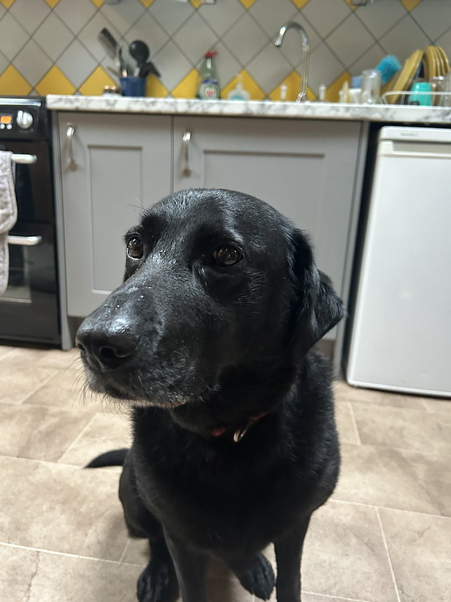 Rock Cottage Dining (@rockcottagedine) on Twitter photo <a href="/peterhogarth55/">Peter Hogarth - Artist</a> My lovely Jess, being bashful for the camera this morning, sheβs aged a few years! <a href="/peterhogarth55/">Peter Hogarth - Artist</a> My lovely Jess, being bashful for the camera this morning, sheβs aged a few years!
