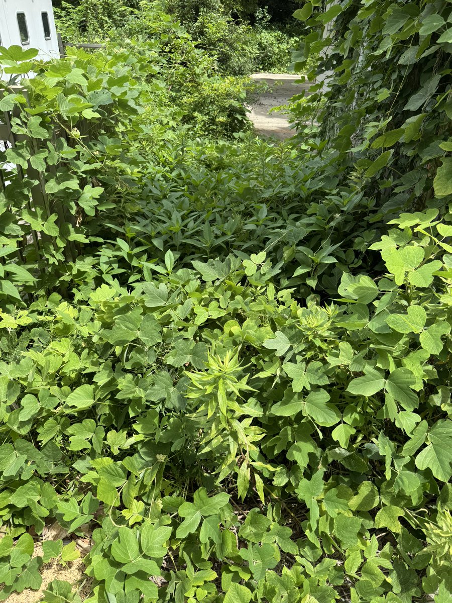 なお、樹木伐採後雑草が増え、防草シートを設置して2、3年の姿はこれ。場当たり的な対策の参考まで