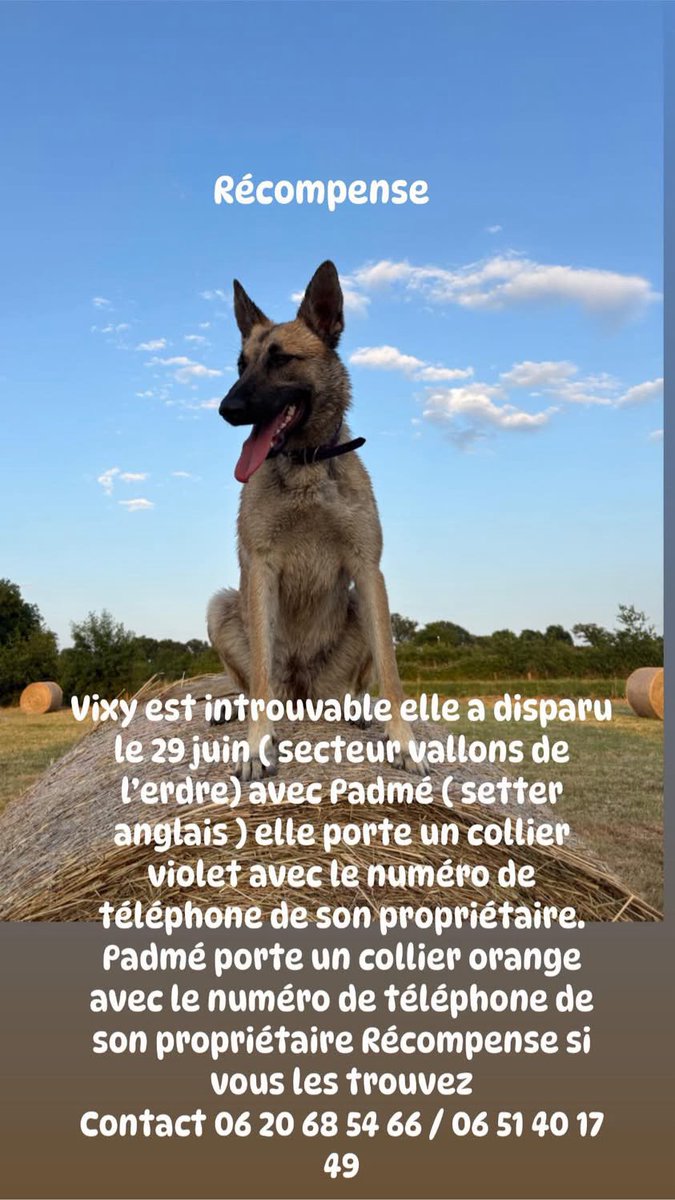 dotvd's tweet image. Introuvables 😢 toujours recherchées disparues sur le secteur de vallons de l’erdre 44540 #petalert #dispartionchien #volchien