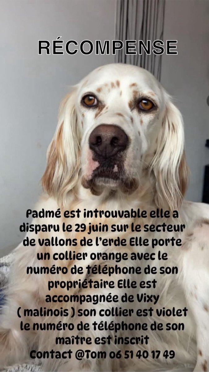 dotvd's tweet image. Introuvables 😢 toujours recherchées disparues sur le secteur de vallons de l’erdre 44540 #petalert #dispartionchien #volchien
