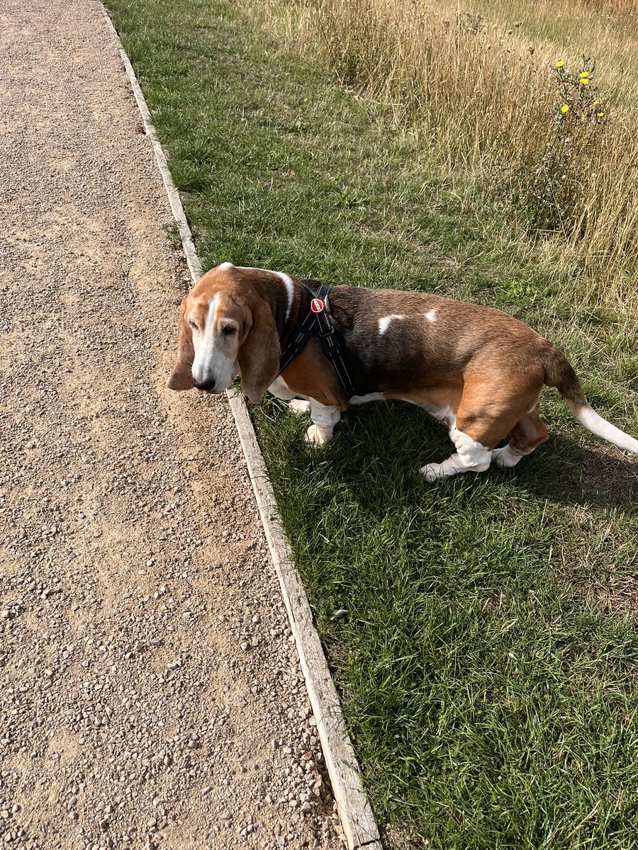 AlanMiller_UK's tweet photo. Lucy’s first walk without her sister Freckle. She’ll be 12 on Thursday. https://t.co/qPoN5degQu