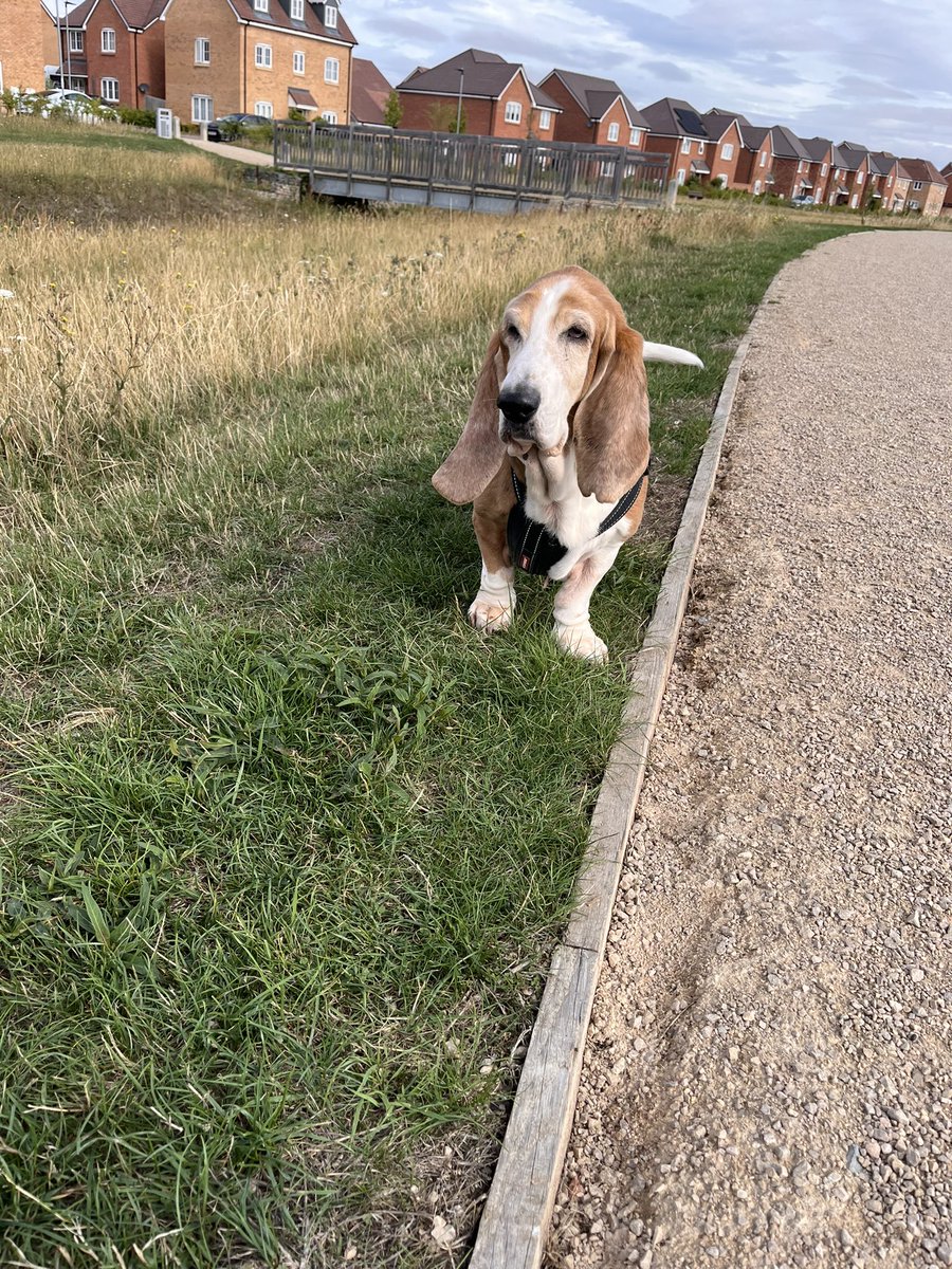 AlanMiller_UK's tweet photo. Lucy’s first walk without her sister Freckle. She’ll be 12 on Thursday. https://t.co/qPoN5degQu