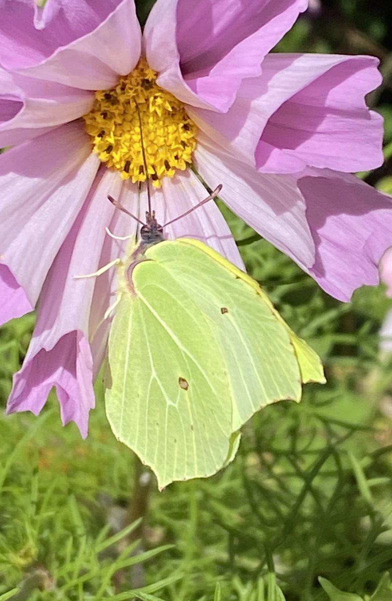 Brimstone butterfly   Nice to see. We see more of these in the spring time, but they are always a welcome sight 🇮🇲🇮🇲🇮🇲🇮🇲
<a href="/ManxBirdLife/">Manx BirdLife</a>  <a href="/manxnature/">Manx Wildlife Trust</a>