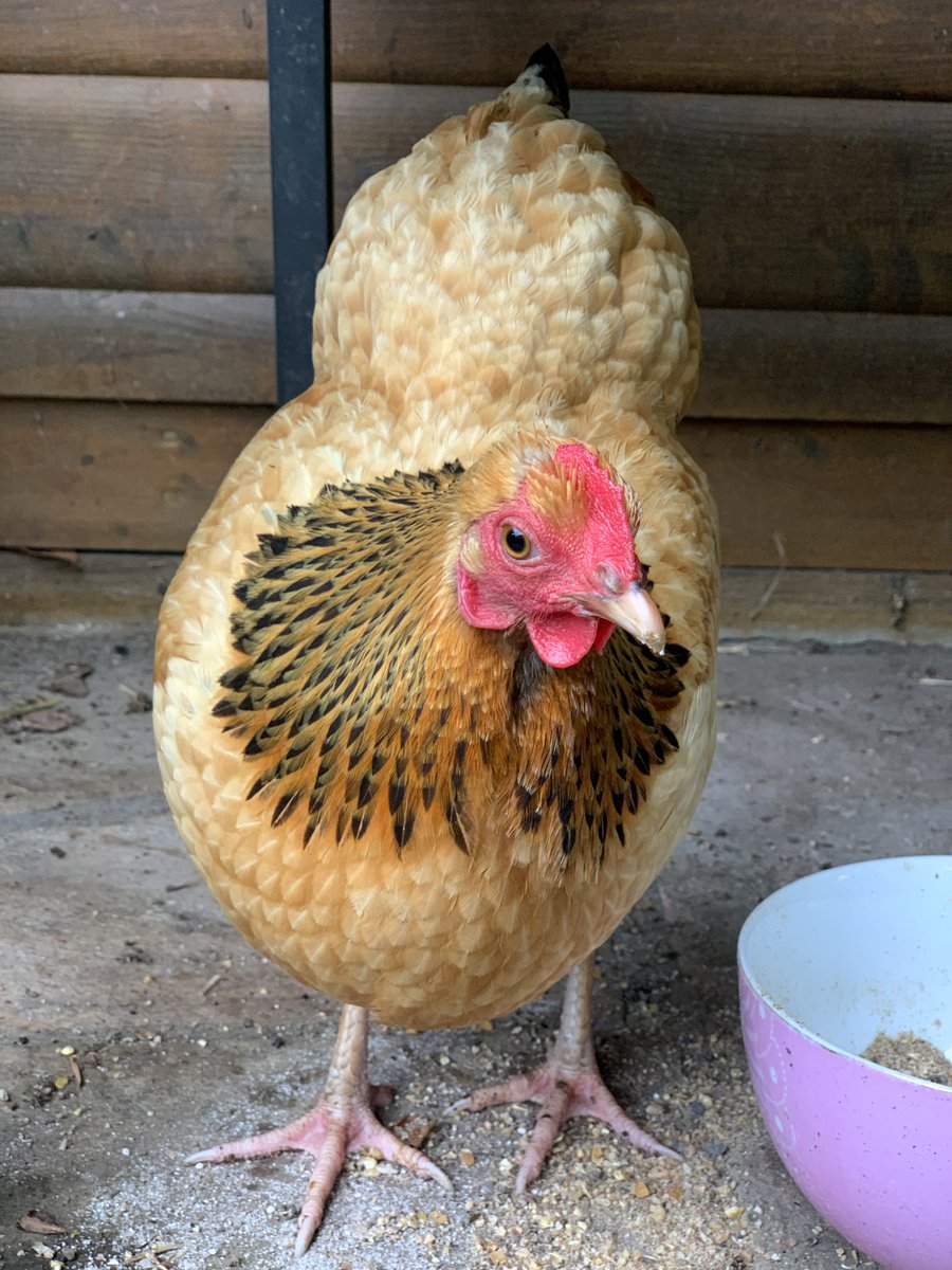 Heute gab es erstmals direkten Kontakt zwischen Heidi und Frieda und den kleinen Hühnern, ohne Gitter dazwischen. 

Während Frieda entspannt war, hat Heidi die jungen Hühner sofort attackiert. 

Das nennt man Hackordnung. Ich beobachte das.