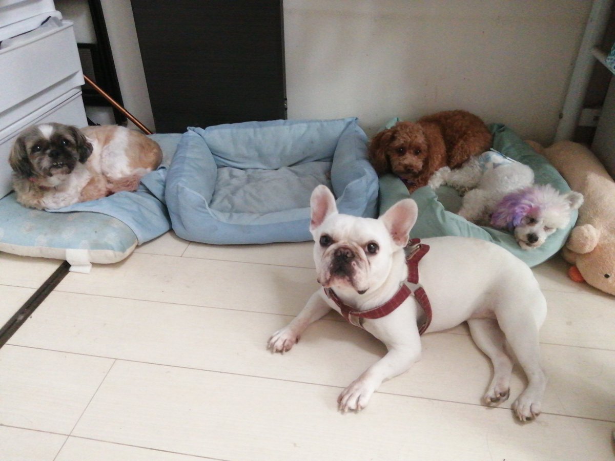 kono2019's tweet photo. 私「暑いから屋内でゆっくりしよ」
このは「食事は屋内」
テル「おやつは屋内」
ピース「ランチは屋内」
ボク「ディナーは屋内」
私「昼寝も屋内ですよぉ」
というわけで自宅でダラダラするしかない〜の巻。 https://t.co/cVgBUrmt7t