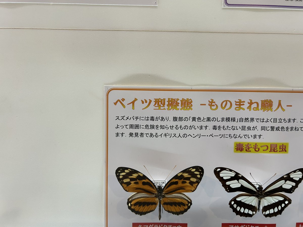 ＃シーラカンス
ときたま僕は　僕の愛する人の中に君を探したりしてる
君を見つけだせたりする

#擬態
アスファルトを飛び跳ねる
トビウオに擬態して

息子と自然博物館にきたのに、頭の中はミスチルの曲ばかり笑

そんな2025年夏休み🌻