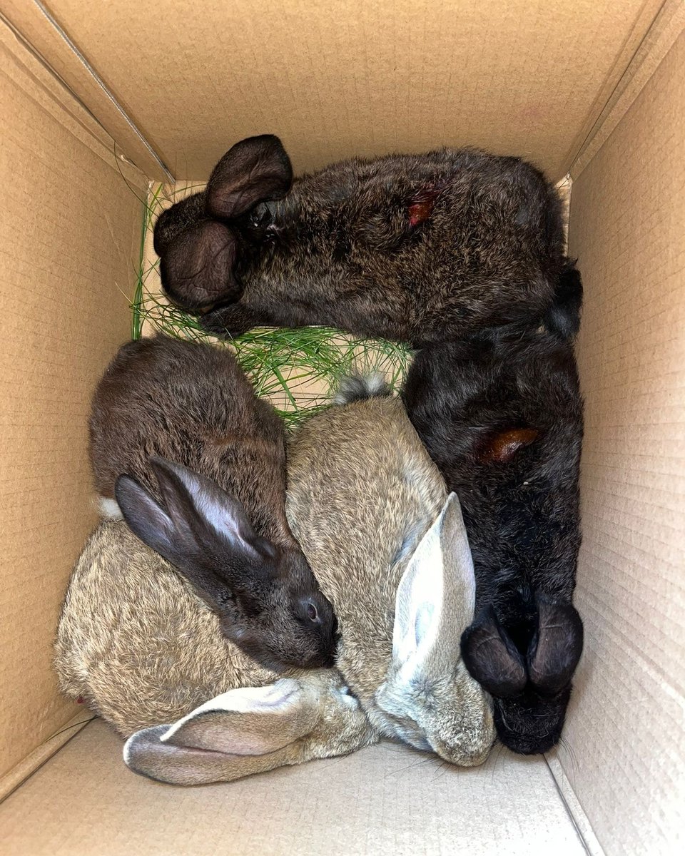 09481 Elterlein
Fünf Kaninchen im Wald ausgesetzt
Tierheim Annaberg Kopie:
Die 5 jungen Kaninchen wurden gestern Nachmittag von einem jungen Paar im Wald am Schatzenstein Elterlein gefunden und konnten von ihnen auch gesichert und ins Tierheim gebracht werden.
Sicher hätten sie